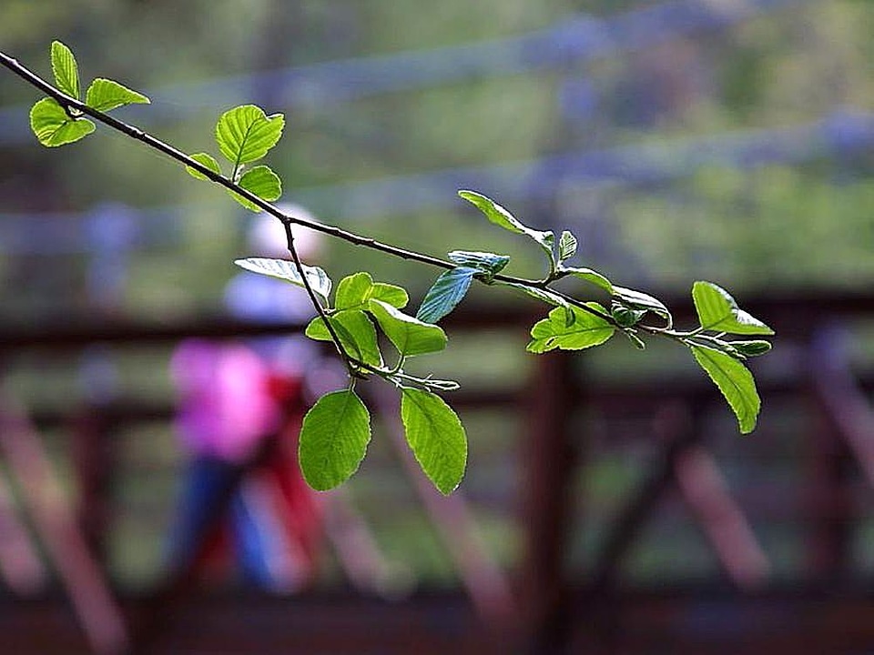 Leaf leaves 