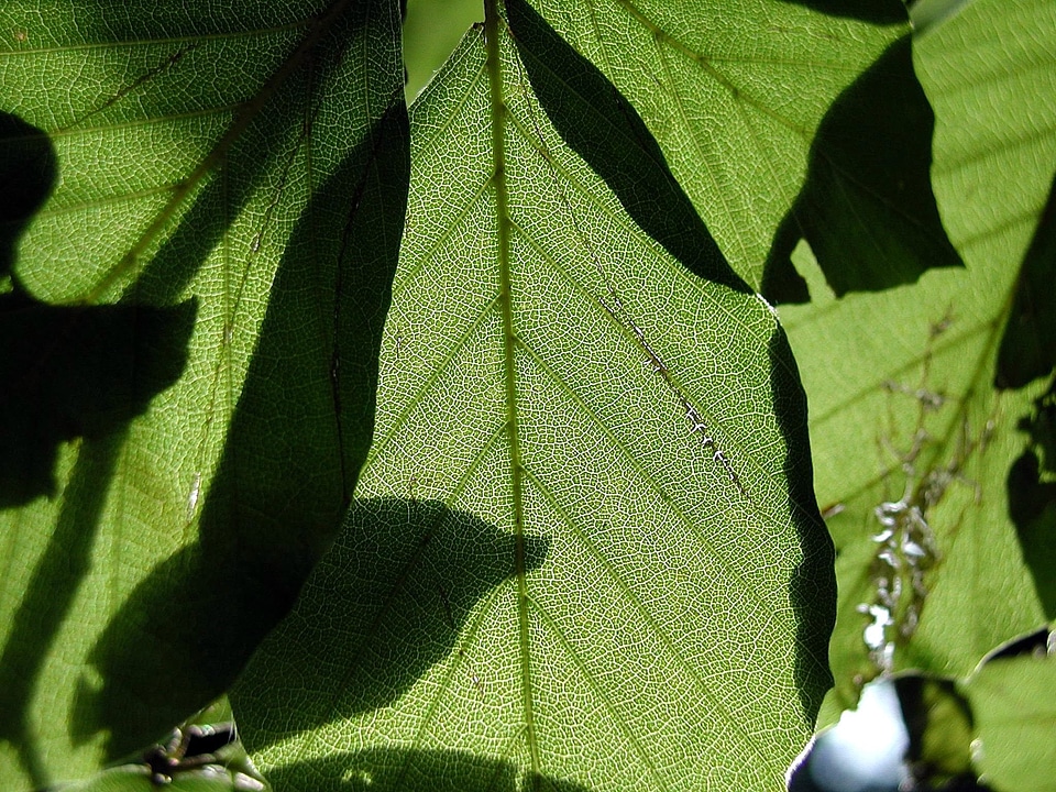 Leaves  