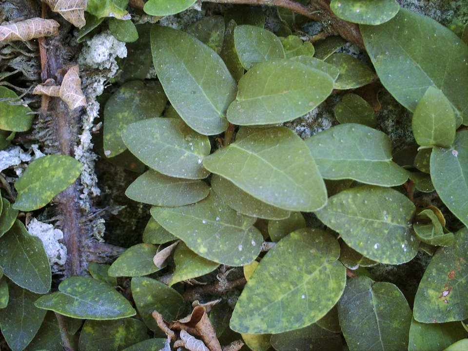 Earth greenery leaves