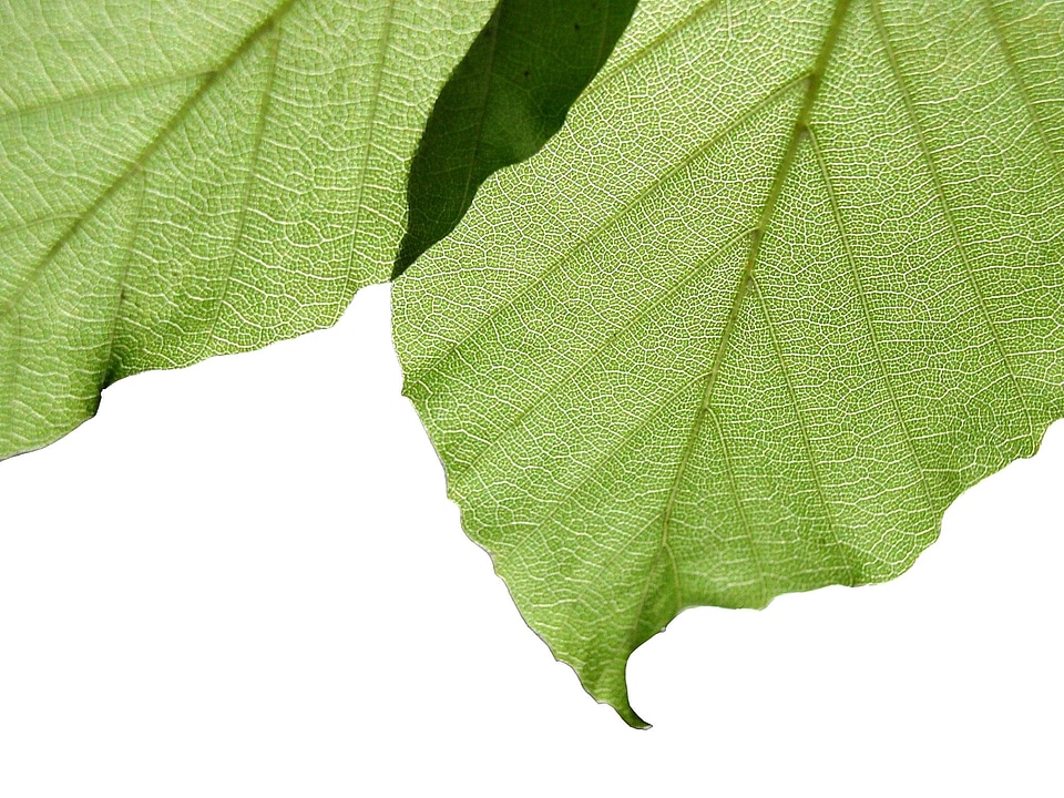 Background greenery leaves