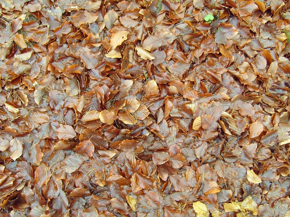 Autumn background 