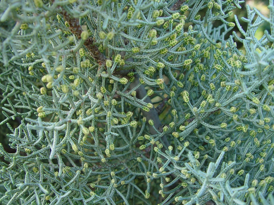 Buds gray greenery