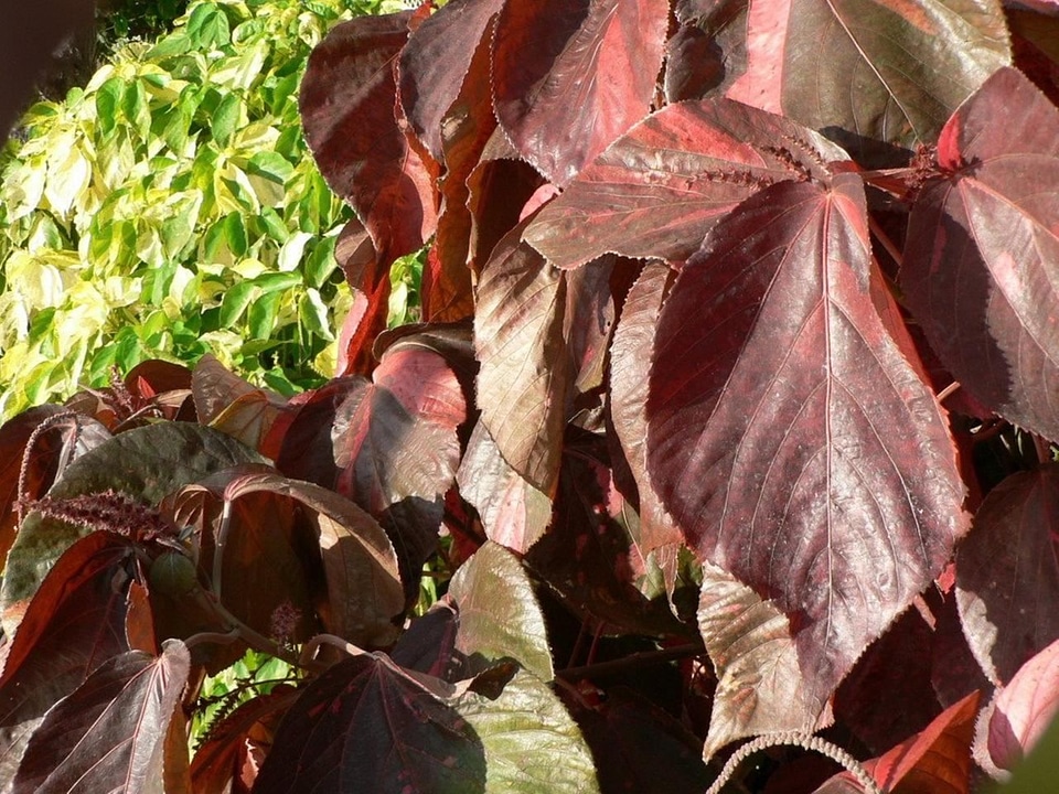 Autumn leaves 