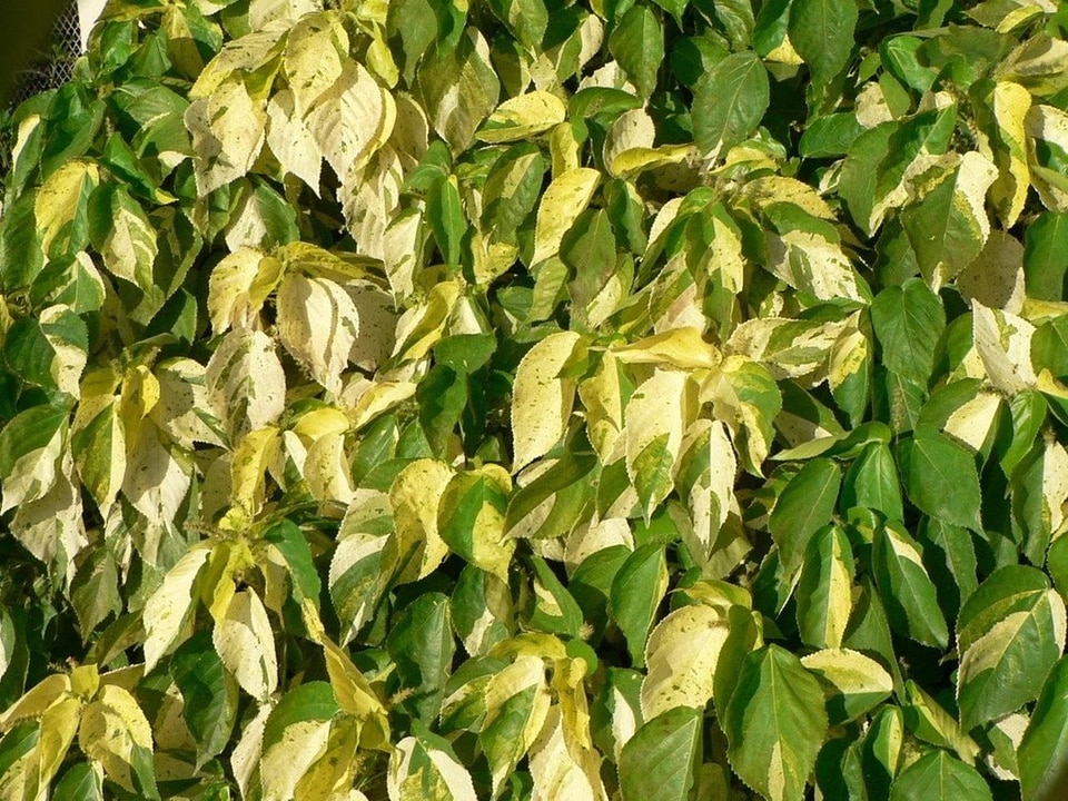 Greenery leaves yellow