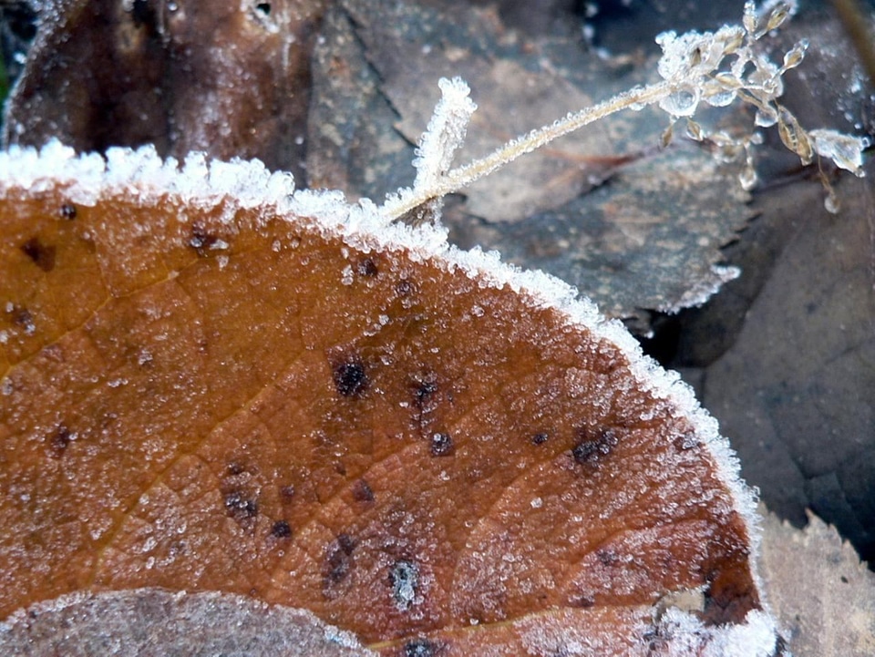 Ancient autumn leaf