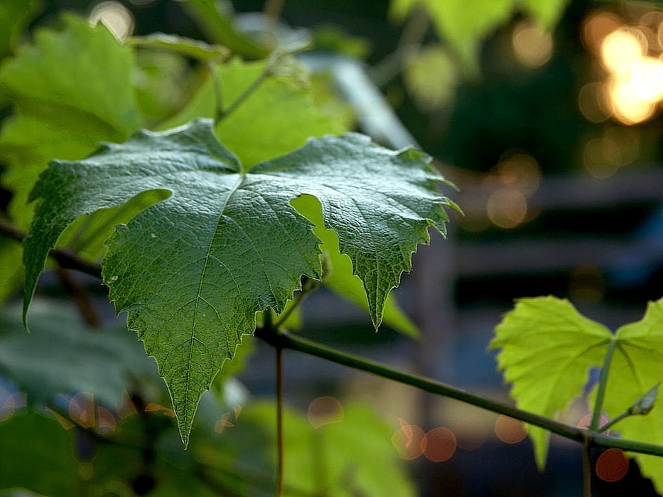 Grape greenery leaf