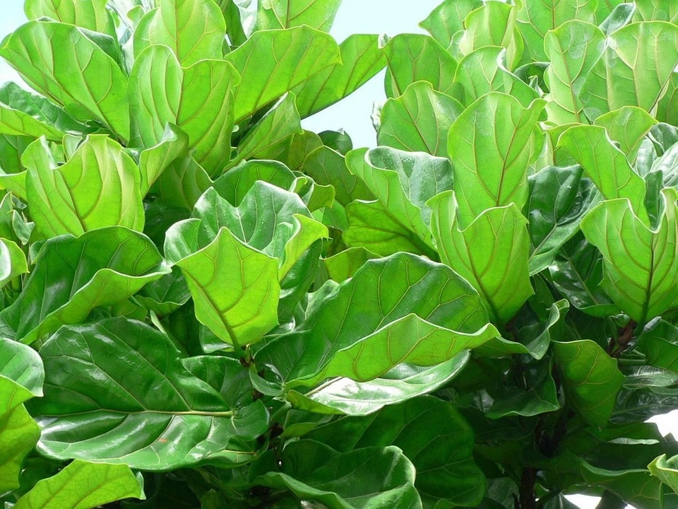 Greenery leaves 