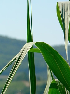Greenery leaves macro