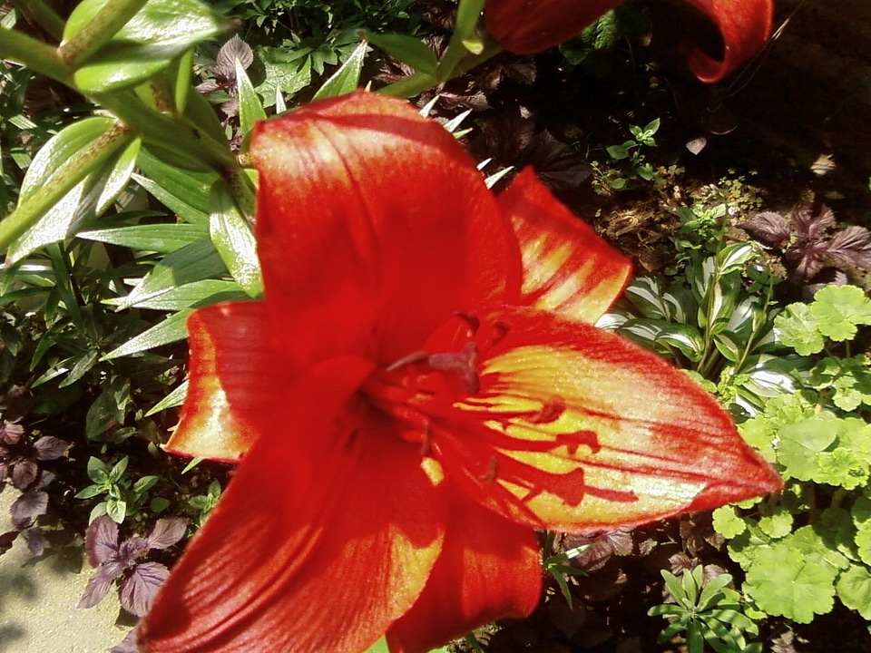 Garden red 