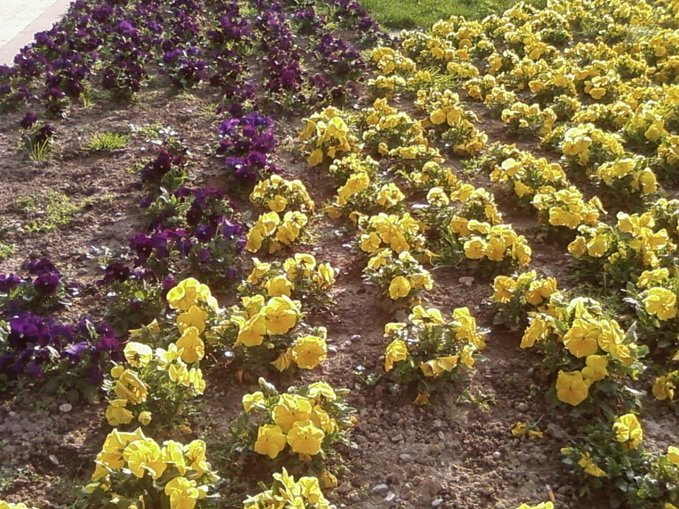 Flowers park 