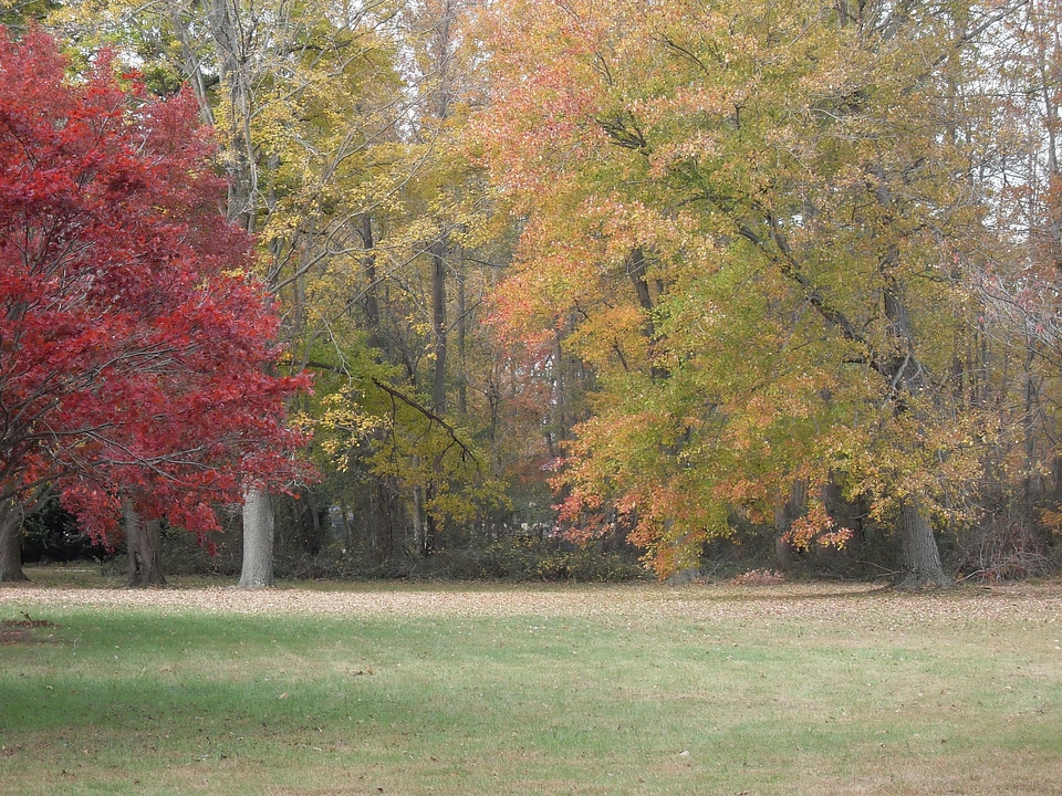 Leaves orange red