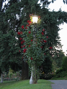Garden lamp 