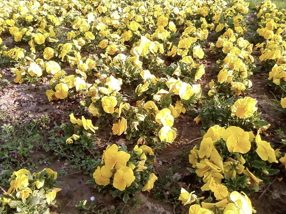 Flowers garden 