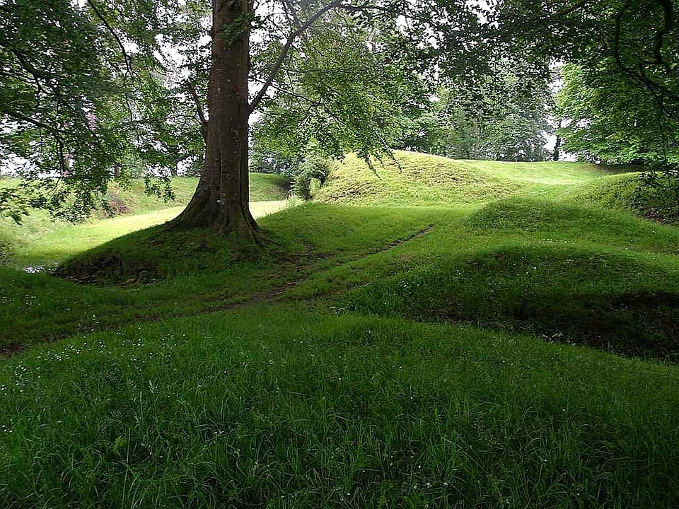Grass Plants greenery park