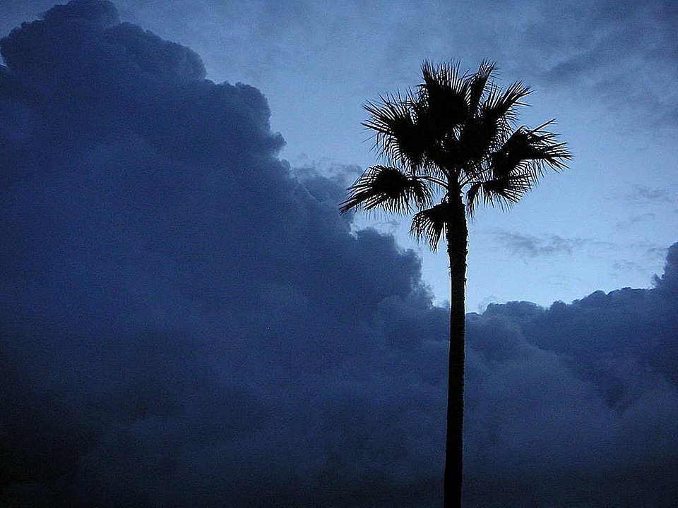 Morning palm trees
