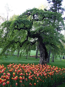 Flowers garden tree