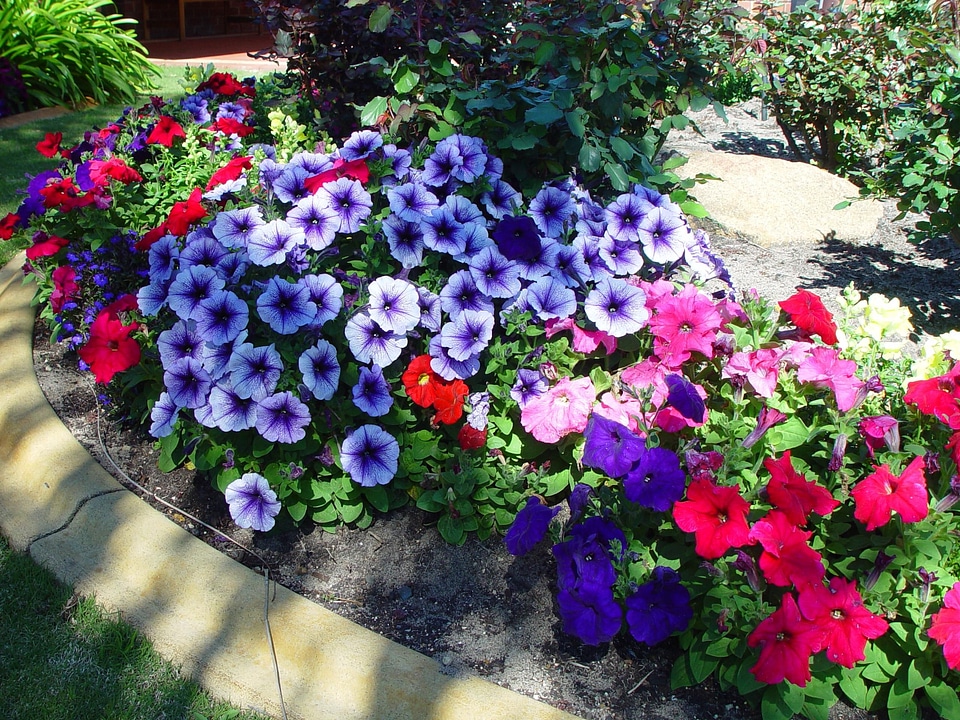 Flower garden natural habitat