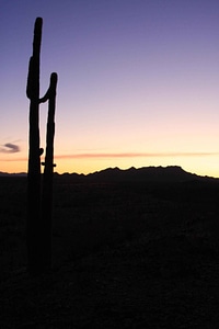 Desert  