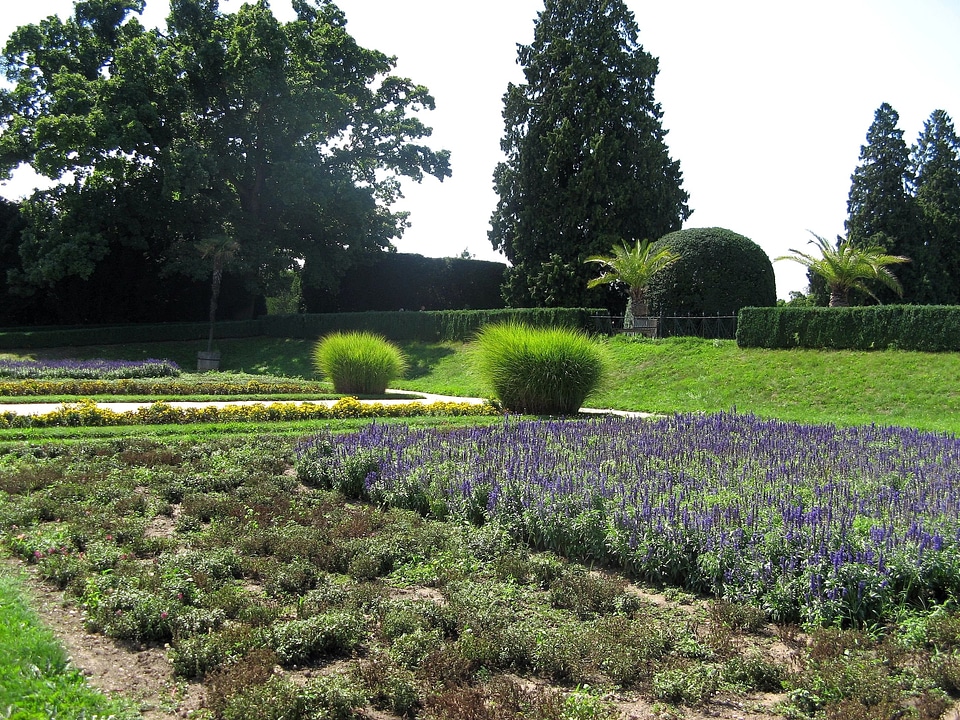Bloom flower garden garden