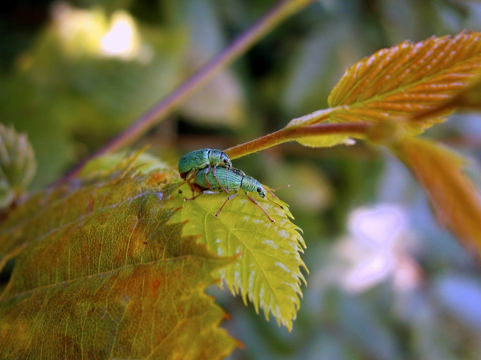Phyllobius green rachael polydrusus