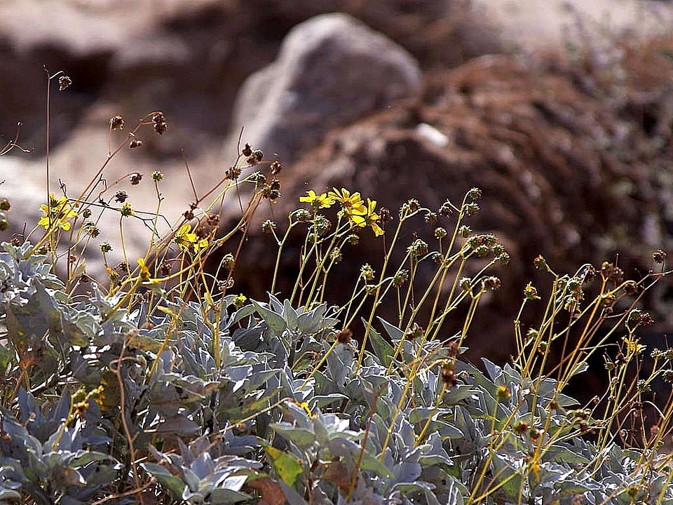 Desert park state