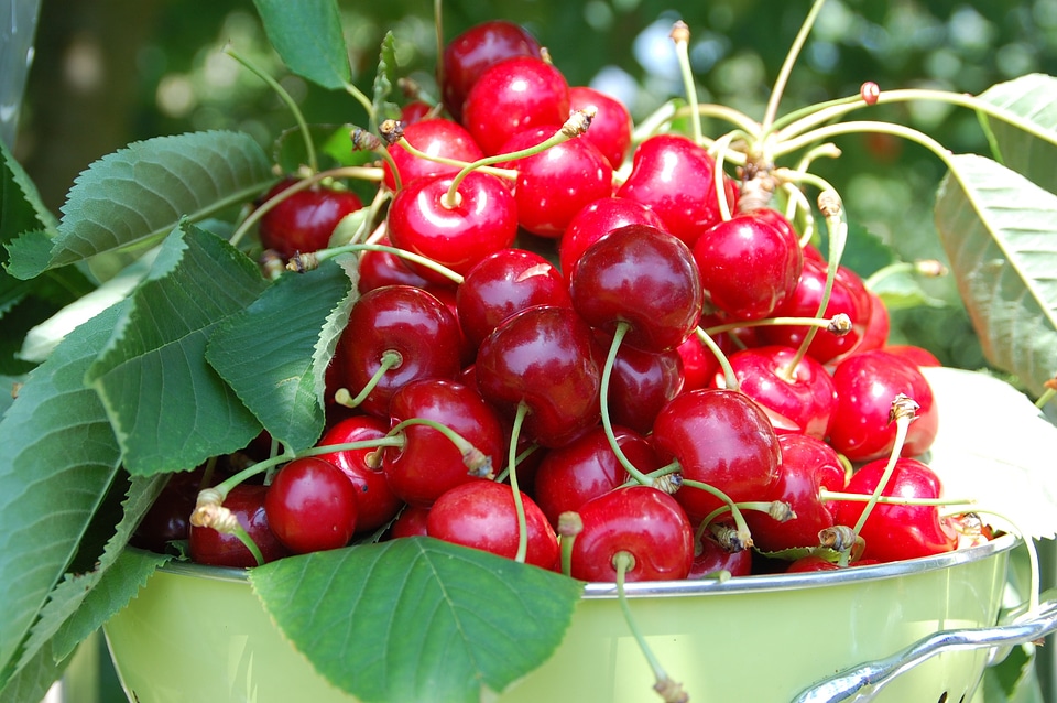 Garden harvest red fruits