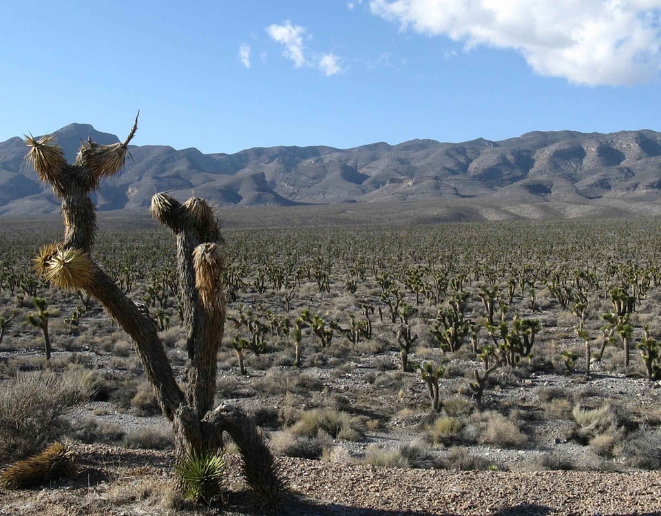 Countryside desert 