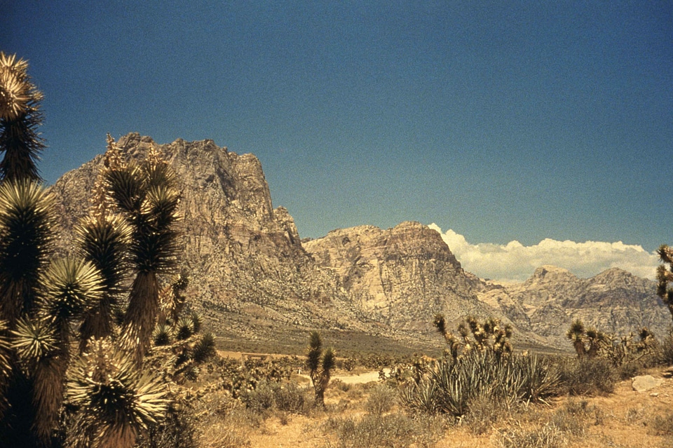 Camp desert panorama