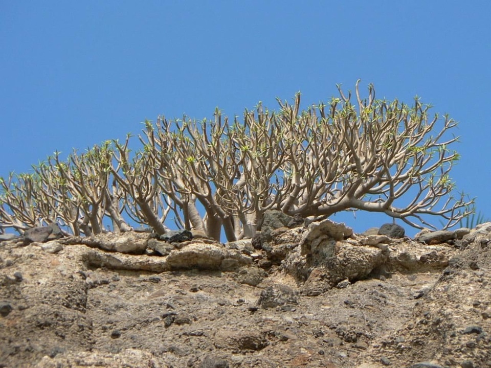 Desert tree 