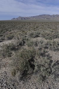 Background desert perspective