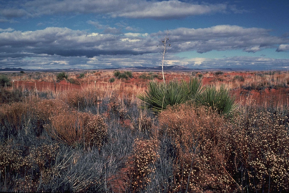Beauty bell desert