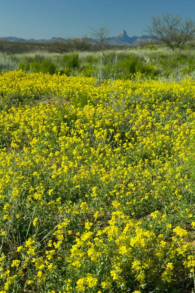Background desert flowers
