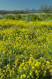 Background desert flowers photo