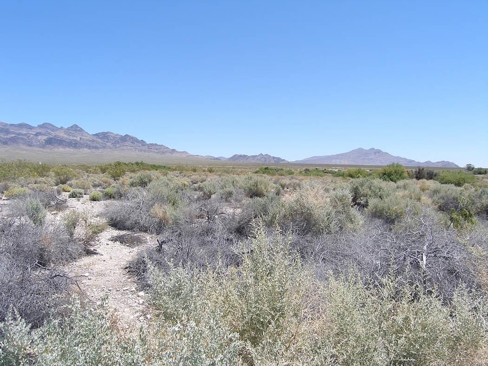 Desert environment 