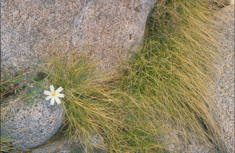 Blossoming desert 