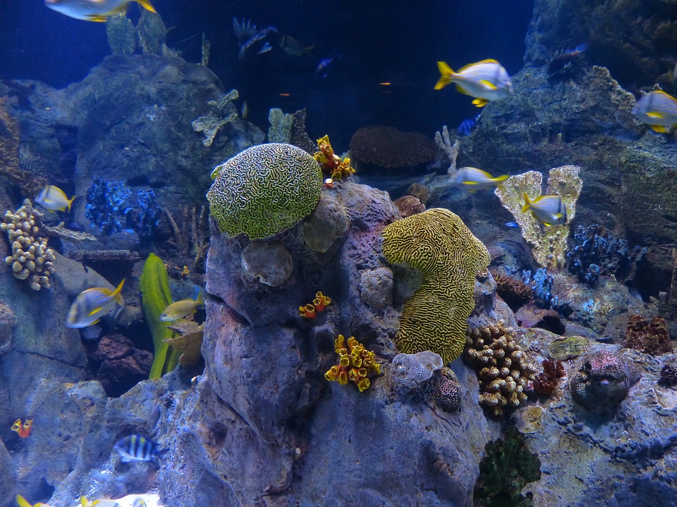 Sponges aquarium underwater