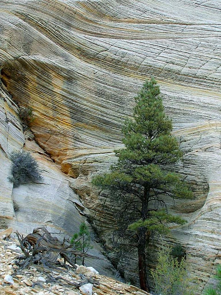 Checkerboard cliff domestic