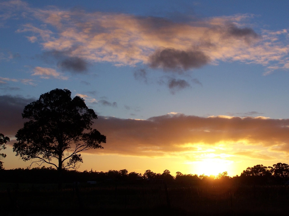Dawn tree 
