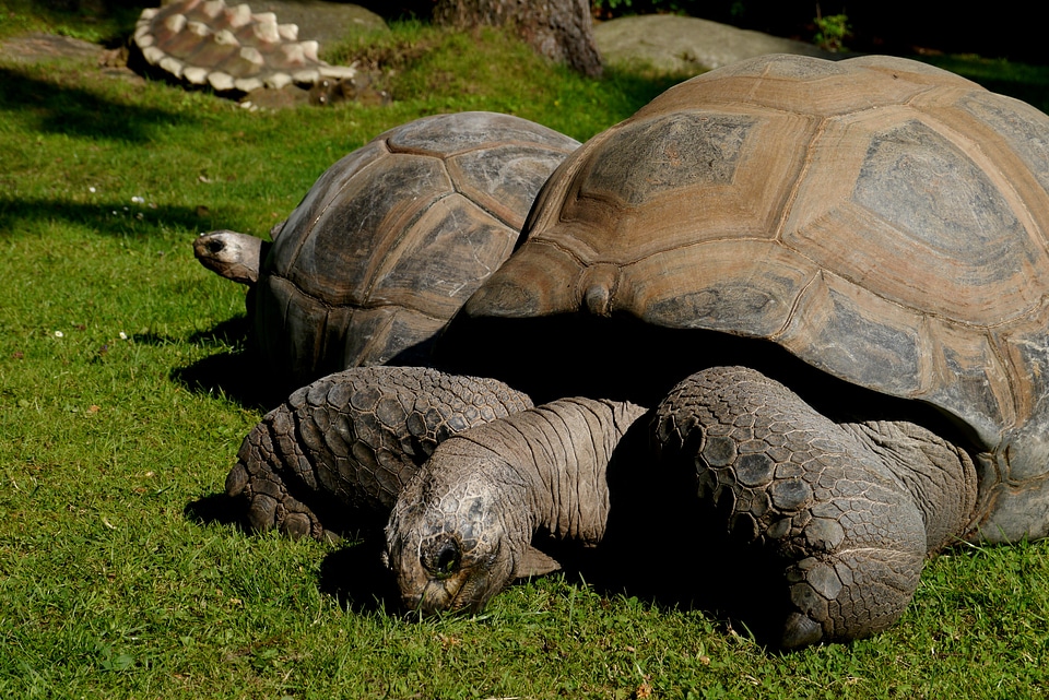 Grass 250 years turtle