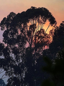 Dawn  