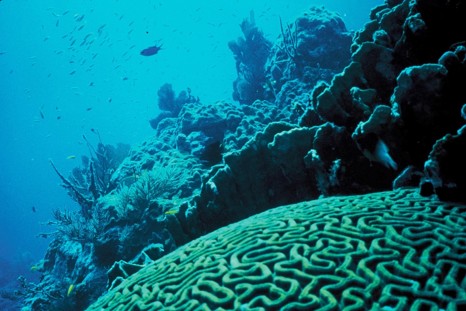 Cliff photo underwater