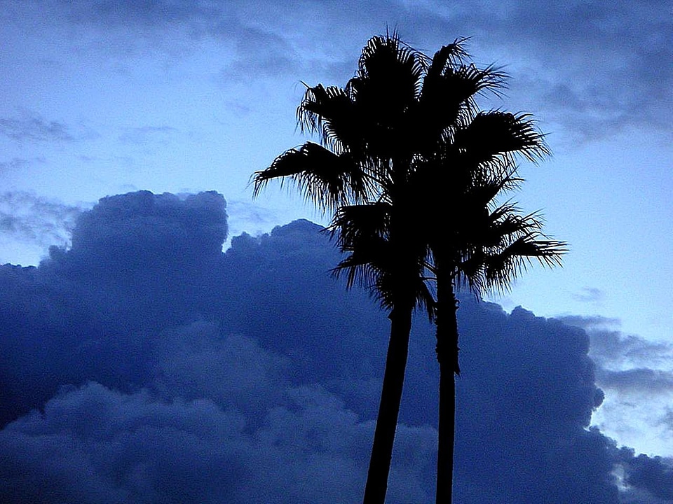Dawn trees 