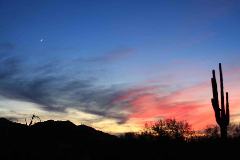 Cactus dawn desert