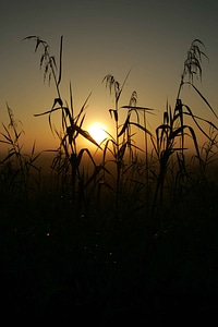 Domestic national park park