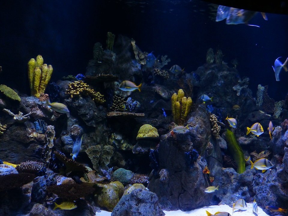 Sponges aquarium underwater