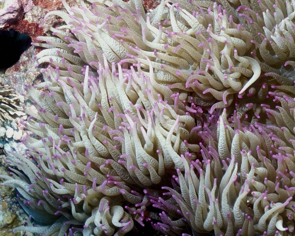 Actiniaria Hexacorallia anemone angel