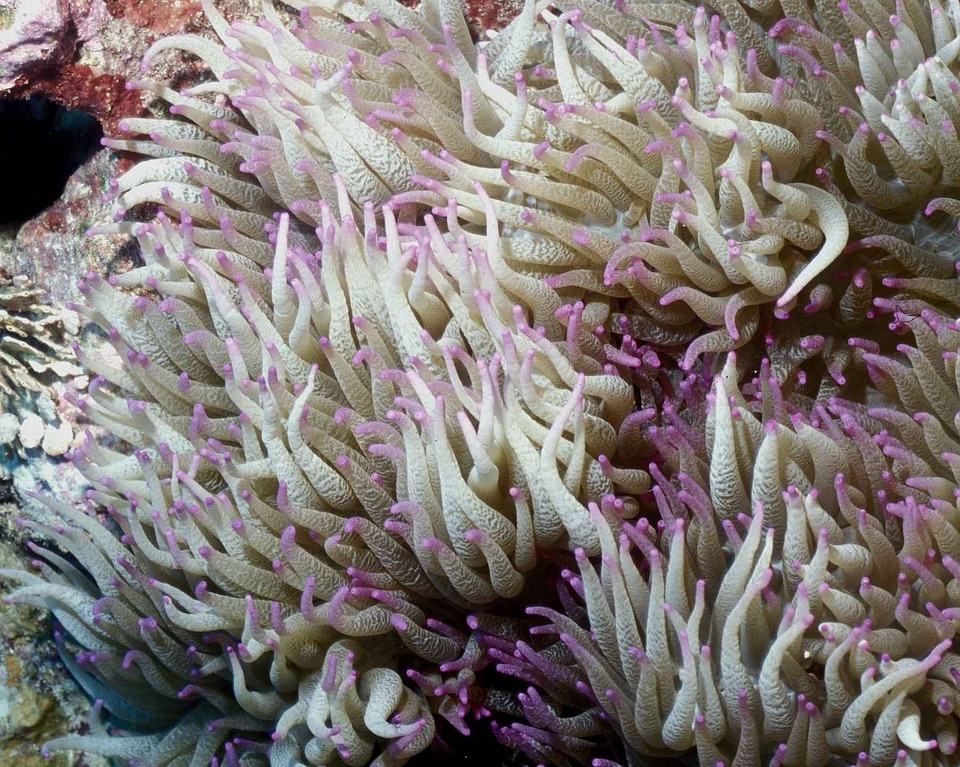 Actiniaria Hexacorallia anemone angel photo