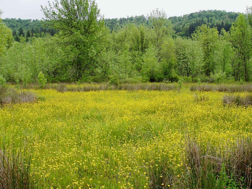 Perspective prairie wet