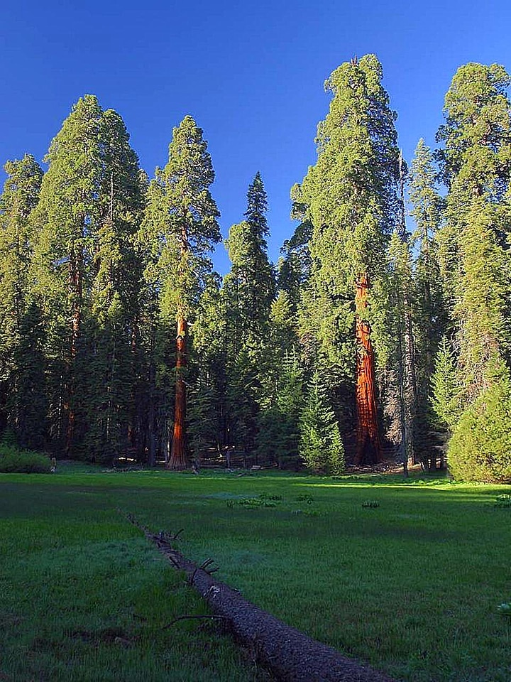 Red Wood sequoia 