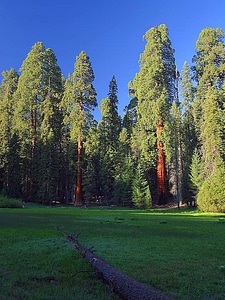 Red Wood sequoia photo